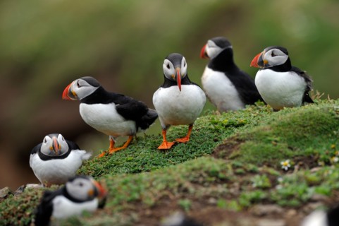 Puffins (Fratercula arctica)