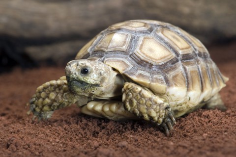 African spurred tortoise, Centrochelys sulcata