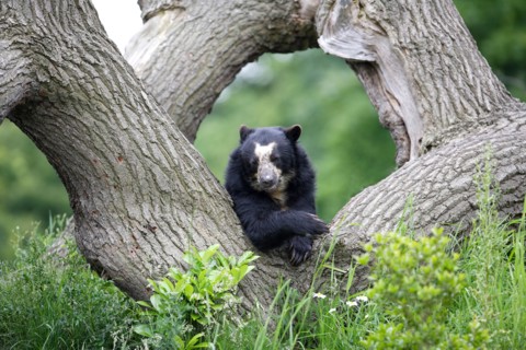 Spectacled bear resting on a tree