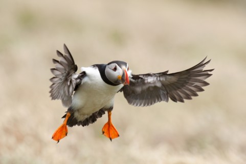 Puffin (Fratercula arctica) - UK