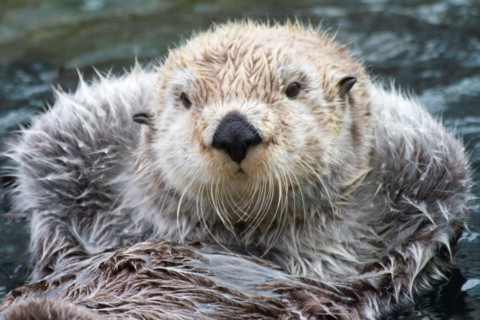 Sea Otter floating with it's paws out of the water to stay warm-closeup.(Enhydra lutris)