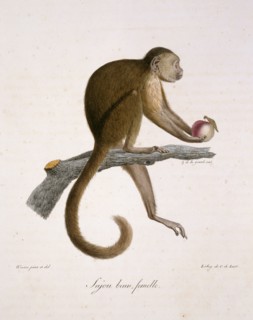 Le Sajou Brun, Femelle
