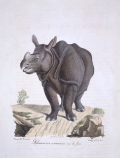 Rhinoceros unicornis, Indian rhinoceros