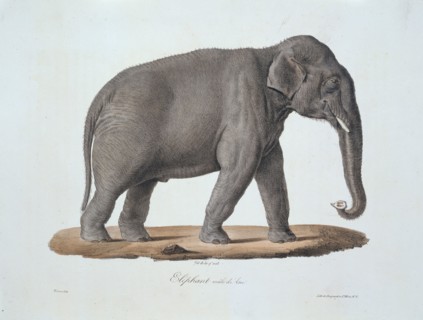Elephas maximus, Asian elephant