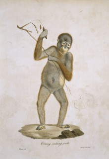 Pongo pygmaeus, orangutan