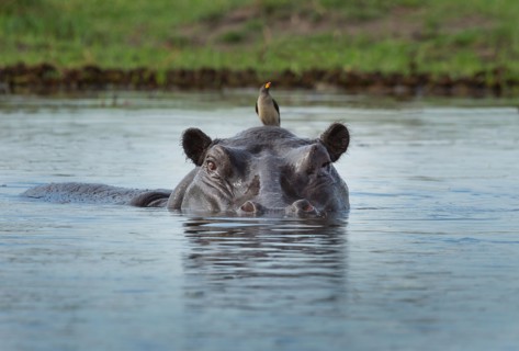 Oxpecker on Hippo (Hippopotamus amphibius)