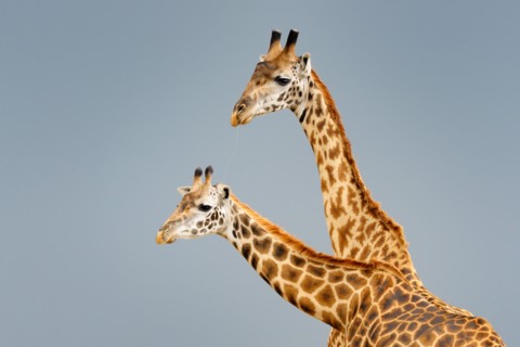 Male and female Masai giraffe (Giraffa camelopardalis tippelskirchi) during courtship with dark sky in background.