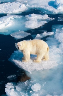 Polar bear (Ursus maritimus) on pack ice, Svalbard Archipelago, Norwegian Arctic