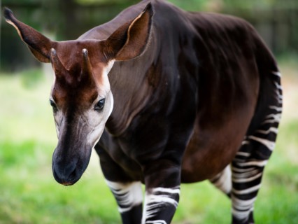 The okapi (Okapia johnstoni), known as the forest giraffe or zebra giraffe, is a close relative to the giraffe.
