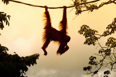 Orangutan hanging on a rope