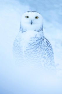 Snowy owl (Bubo scandiacus) sitting in the snow