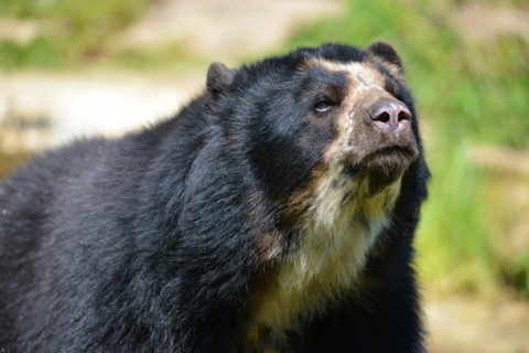 Portrait Andean bear (Tremarctos ornatus)