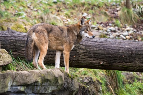 red wolf, canis rufus, wolf, animal, USA