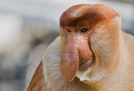 proboscis monkey (Nasalis larvatus), adult male, Malaysia, Borneo, Sabah, Labuk Bay