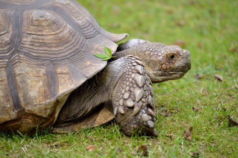Closeup of African Spurred Tortoise (Centrochelys sulcata) seen of profile