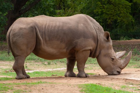 Two-horned rhinoceros (Dicerorhinus sumatrensis)