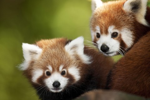 Small panda, Ailurus fulgens, also red panda, adult animals, portrait,