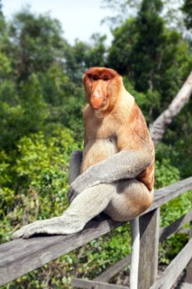 The proboscis monkey (Nasalis larvatus) or long-nosed monkey, known as the bekantan in Indonesia, is a reddish-brown arboreal Old World monkey with an