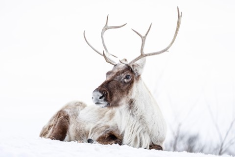 Reindeer, also known as the Boreal Woodland Caribou in North America, Rangifer tarandus, Manitoba, Canada.