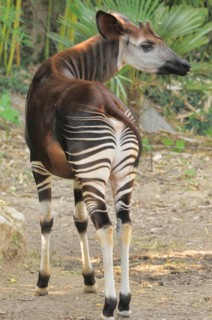 Okapi
Okapia johnstoni
Endangered species
Captive