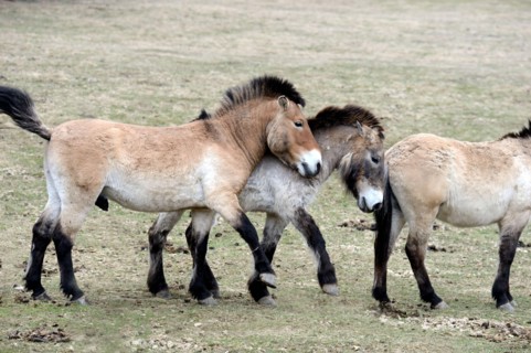 Asian Przewalski's horse, Equus ferus przewalskii