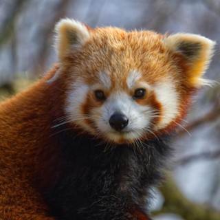Red Panda