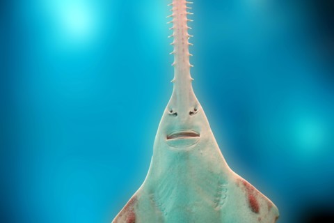 sawfish underwater close up detail of mouth and saw