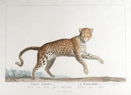 . English: 'Felis Pardus / La Parthère (Mâle)'. Plate by Simon Charles Miger after Nicolas Maréchal (1753-1803) from 'La Ménagerie du Muséum national d'histoire baturelle' by Bernard-Germain-Étienne d...