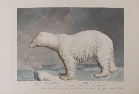 . 'Ursus Maritumus / L'Ours Polaire'. Plate by Simon Charles Miger after Nicolas Maréchal (1753-1803) from 'La Ménagerie du Muséum national d'histoire baturelle' by Bernard-Germain-Étienne de Lacépède...