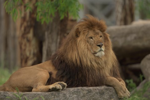Barbary lion with beautiful mane