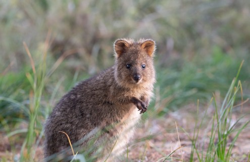 Quokka (Setonix brachyurus) in the wild, Rottnest Island, Western Australia