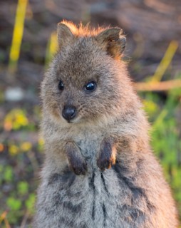 Quokka (Setonix brachyurus) in the wild, Rottnest Island, Western Australia