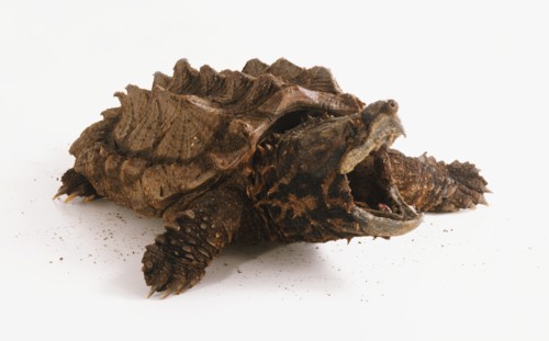 Alligator Snapping Turtle (Macrochelys temminckii), jaws wide open.