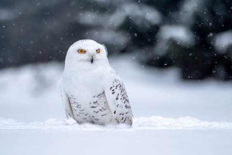 Snowy owl. (Bubo scandiacus).  Snowy owls are native to Arctic regions in North America and Eurasia.
