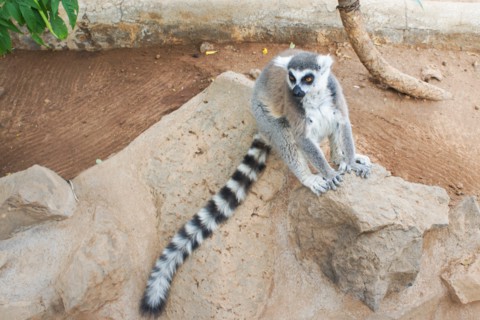 Group of ring tailed Maki Catta lemurs with big orange eyes. Madagascar lemurs