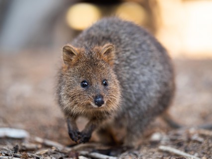 Quokka on Rottnest Island