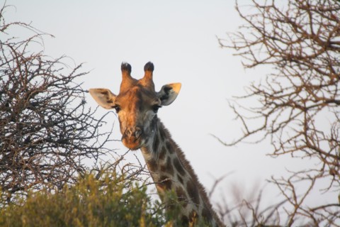 South African Giraffe (Giraffa camelopardalis giraffa)