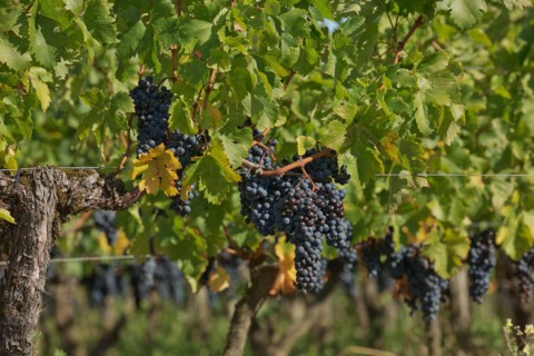 Grapes in the vineyard in the south of France in the Provence.