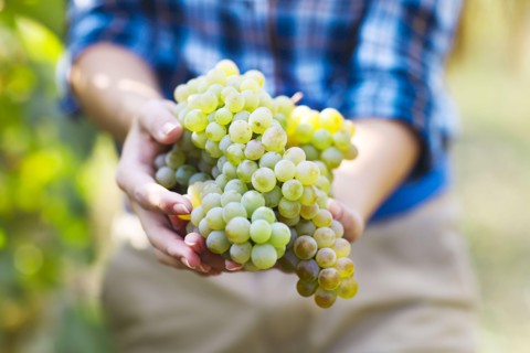 Grapes harvest. Farmer with freshly harvested grapes.