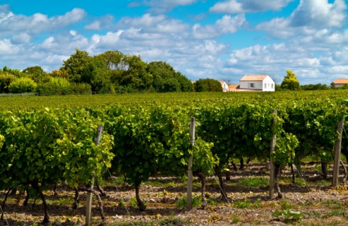 Grapes growing in a vineyard near the village of Talmont Sur Gironde in the Charente-Maritime area of south west France