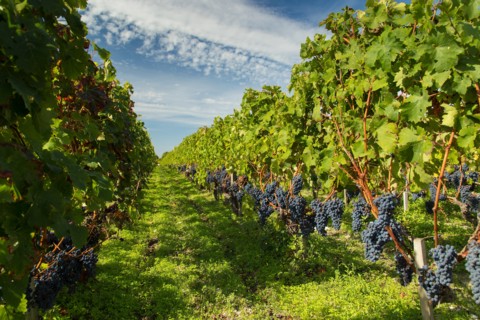 Red black grapes in French vineyard on rows of green vines ready for harvest vendange winemaking in France