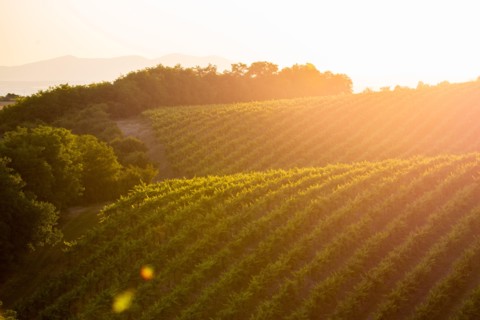 beautiful spring sunset in vineyard europe