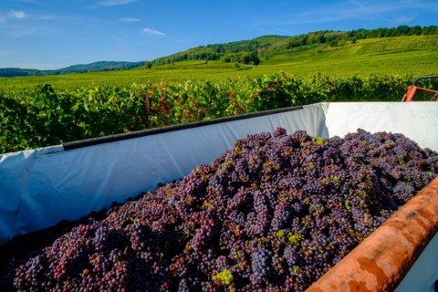 Gewürztraminer grapes, collected in a container, at the grape harvest in the vineyards surrounding the historical village