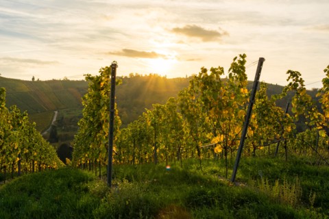 Sunrise Vineyard Early Morning Winery Fields Landscape Nature Outdoors Nature European Beautiful