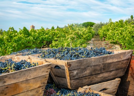 Grapes in boxes during harvest, Rhone Valley, France