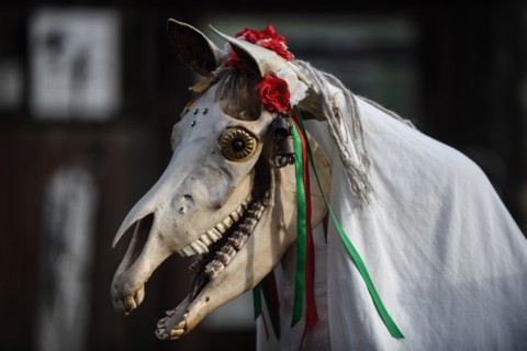 Gower, Swansea, Wales. Sunday 13th January 2019People across Wales have been taking part in the ancient tradition of celebrating the New Year on January 13th, as an alternative to the usual Christmas...
