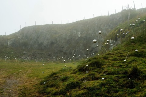 Horizons arts and Natures in Sancy 2021. QI Flowers work by Christian Delecluse and Perrine Villemur, Puy de Dome, Auvergne Rhone Alpes, France