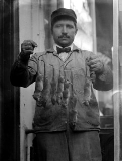 Rat catcher in America
