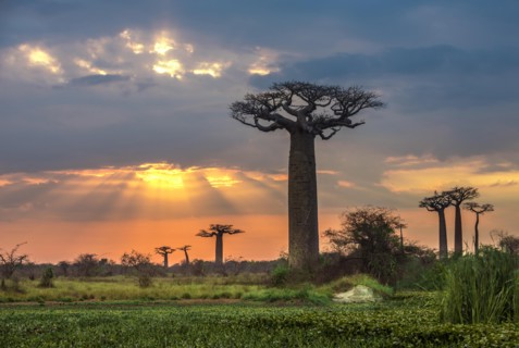 Sunrise over Avenue of the baobabs, Madagascar