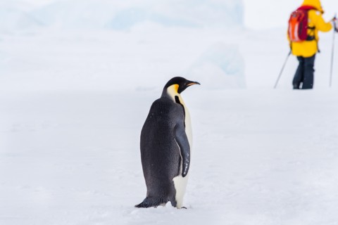 wildlife